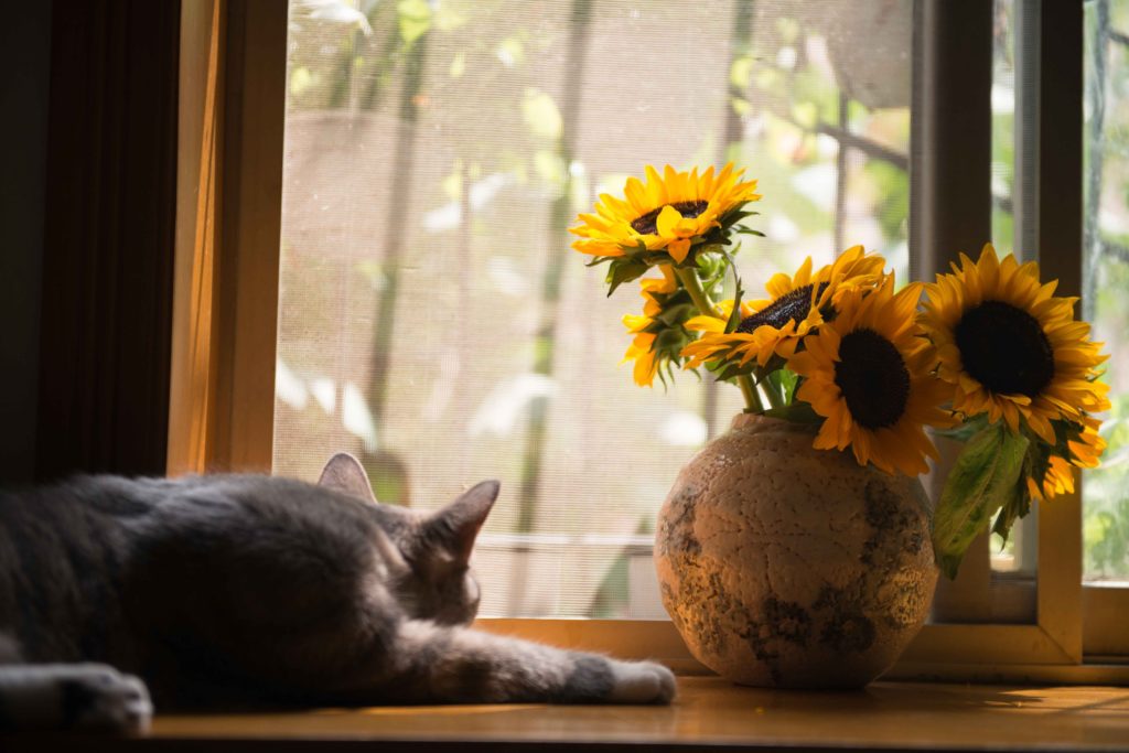 Credit : Pexels / Boenosia Carol