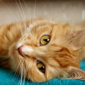 comment prendre soins de mon chat agé comment prendre soins de mon chat agé