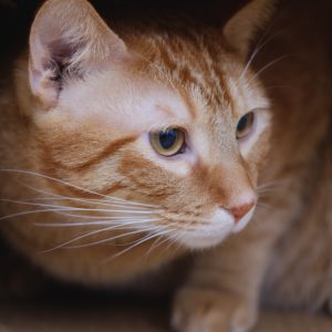 Pourquoi mon chat aime-t-il les boites ? Pourquoi mon chat aime-t-il les boites ?