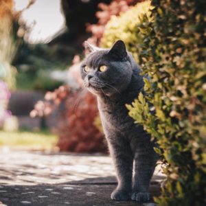 Printemps : Protégez votre chat ! Printemps : Protégez votre chat !